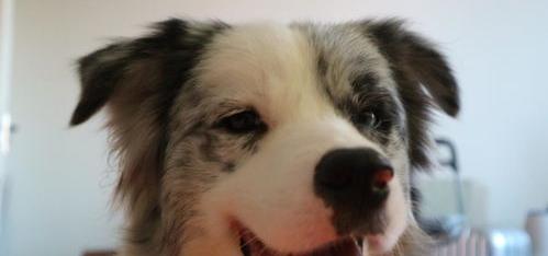 柴犬、比熊、泰迪和雪纳瑞，哪个最可爱、乖巧、好养？（什么狗最好养）