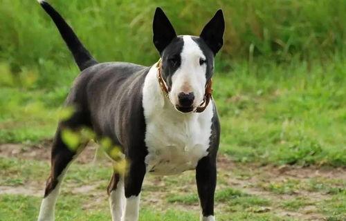 远东十大猛犬？（十大禁养猛犬排行榜）
