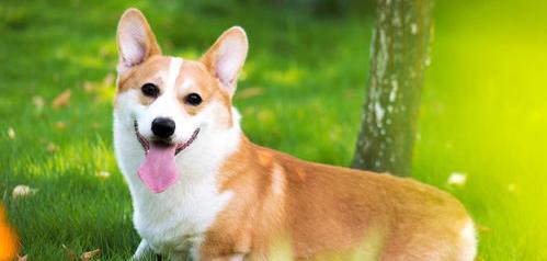 300-400的柯基可以买吗？（纯种柯基犬多少钱一只）