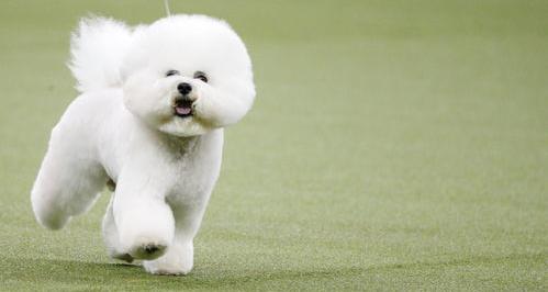 泰迪犬跟比熊犬哪个比较好？（比熊犬和泰迪哪个好）