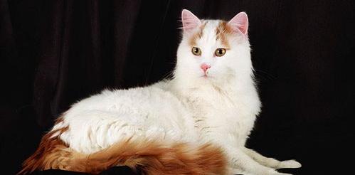 十大名贵猫英短？（土耳其梵猫多少钱一只）