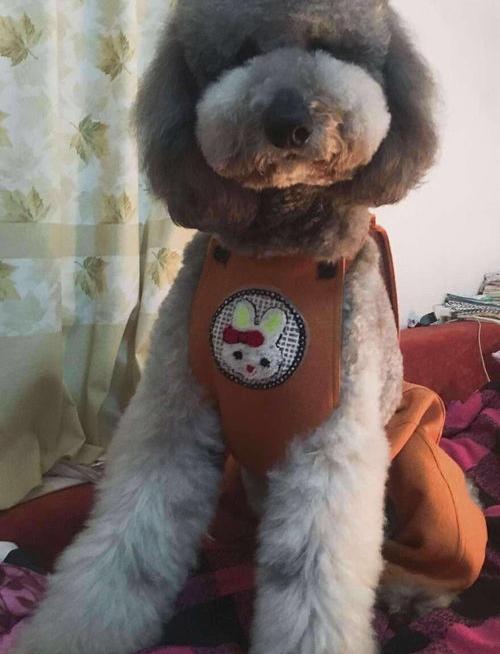 巨贵寿命有多长？（巨贵犬）