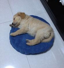 金毛是北京顺义禁养犬种吗？（国家为什么禁养金毛）
