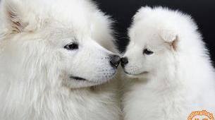 6个月纯白萨摩耶犬多少钱？（萨摩耶犬多少钱一支淘宝）