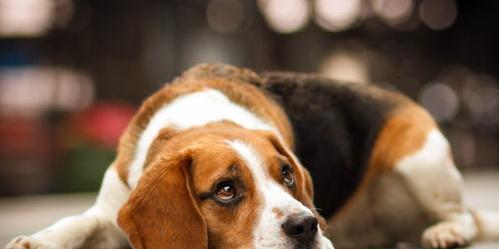比格犬的性格怎么样?好养吗？（比格犬的优缺点及性格）