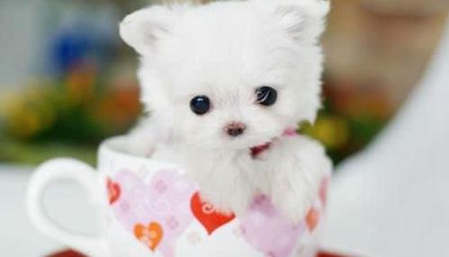 问茶杯犬的价格（茶杯犬的价格）