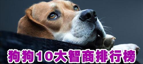 狗智商排名前十名（十大聪明的狗狗排行榜）