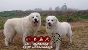 伯恩山犬和大白熊哪个大？（大白熊犬多少钱）