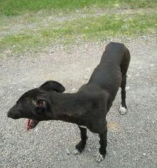 细犬和灵缇有什么区别 灵缇犬和细狗的区别