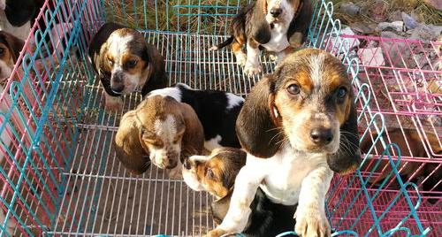 法斗犬多少钱（法斗犬价格多少钱一只）