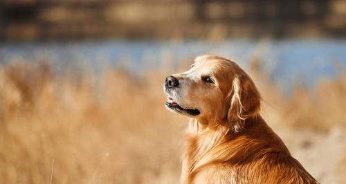 金毛犬怎么训练能长多大？ 金毛幼犬怎么训练
