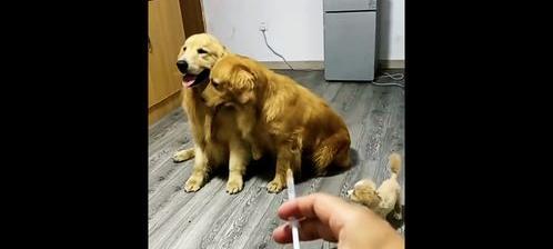 哪种狗最聪明，通人性（最聪明的狗第一名）