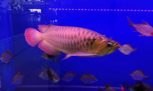 属蛇的人养什么样的鱼？ 不宜养鱼的4个属相