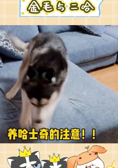 养比熊10大忌比熊犬的优缺点？（养哈士奇的禁忌）