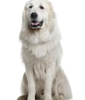 我想养只大型犬，请问什么犬又听话又有灵性还护主？（宠物狗大型犬品种）