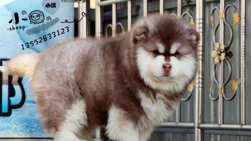 成都巨型阿拉斯加犬多少钱一只？（巨型阿拉斯加犬多少钱一只）