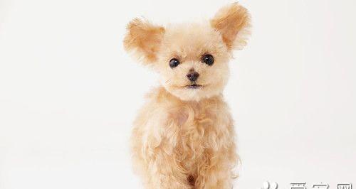 黑白花色的玩具型贵宾犬多少钱？ 玩具贵宾犬