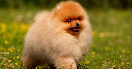 白色博美犬多少钱一只,在哪里有卖（白色博美犬多少钱一只）