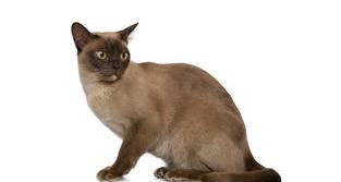 宠物猫排行榜（宠物猫种类大全及价格排名）