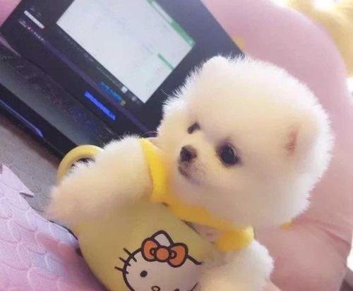 拼多多茶杯犬几元一只？（1块钱茶杯犬在哪买）