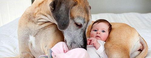 金毛、大丹的比较？（大丹犬的优缺点）