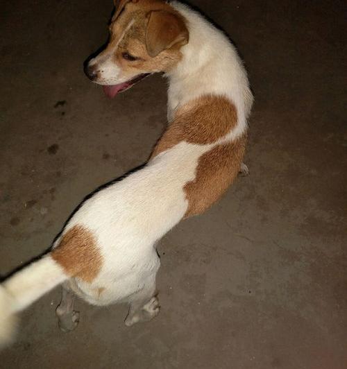 最便宜的狗是什么狗？（什么狗最便宜）