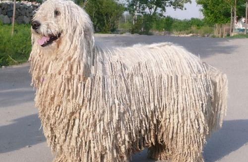 白色毛的大狗是什么狗？（可蒙犬）