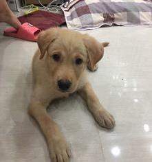 狗狗得了犬瘟别的症状没有,现在就是浑身抽搐,它还能活吗? 犬瘟后期抽搐还能活吗