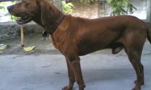 寻血猎犬的乌鸦叫什么？ 寻血猎犬