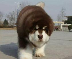 阿拉斯加犬多少钱一只？ 阿拉斯加雪橇犬价格