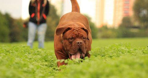 长沙可以养瑞士牧羊犬吗？（波尔多犬）