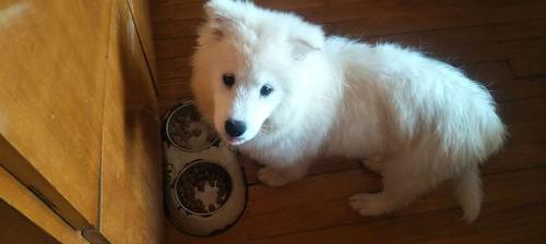 小萨摩耶犬多少钱1只（小萨摩耶犬多少钱一只）