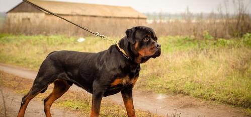 世界名犬排行榜是怎么样的？（世界名犬排名前100图及名称）