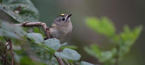 适马1.4倍增距镜怎样？（适马增距镜）