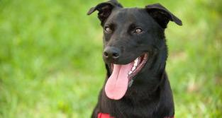 英国斗牛犬多少钱一只（普通斗牛犬多少钱一只）