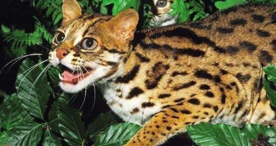 孟加拉豹猫最大能长多大？ 豹猫