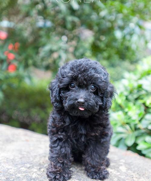 玩具贵宾犬一只大概多少钱？ 贵宾犬多少钱一只幼崽
