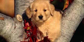 怎么养金毛幼犬？（金毛幼犬怎么喂养）