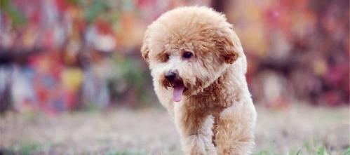 泰迪比熊串的优缺点？ 泰迪犬的优缺点