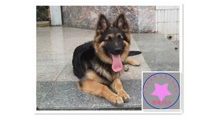 牧羊犬哪有卖的？价格多少？（牧羊犬价格）