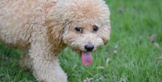 泰迪怎么训练能比较听话？（泰迪犬怎么养才听话）