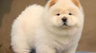 松狮犬寿命大概多长，能活多久？（松狮犬多少钱一只 纯种）