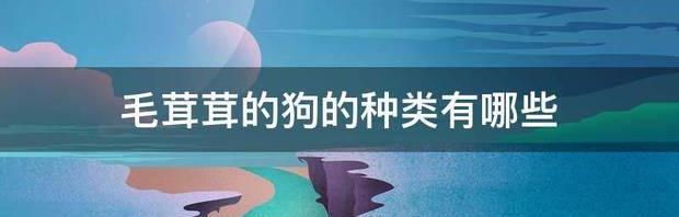 毛茸茸的狗的种类有哪些 狗的种类