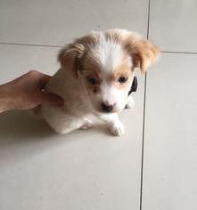 宠物狗都有哪些？ 宠物狗有哪些