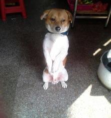 中华田园犬优缺点及适合人群？（最漂亮的中华田园犬）