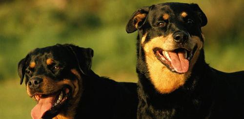警犬什么品种最多？ 中国十大警犬品种