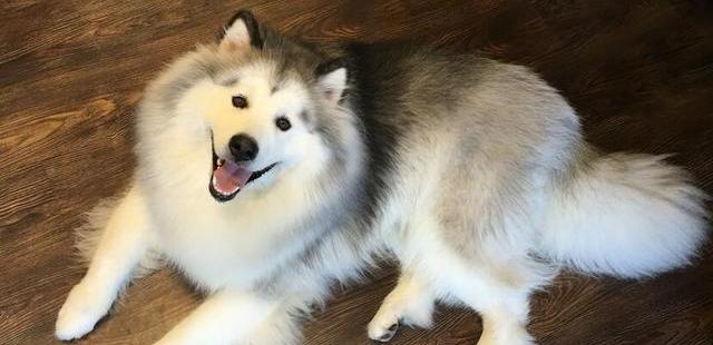 阿拉斯加犬怎么养？（阿拉斯加狗）