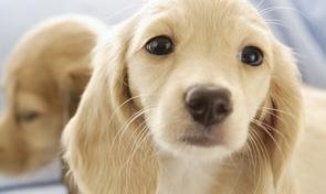白色柴犬名字好听有寓意？（狗名字大全 顺口的霸气）