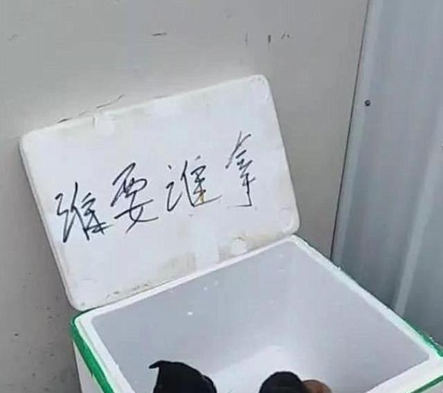 家里土狗生的小狗送人都没人要。准备拿到狗市去卖该多少钱一只？（土狗多少钱一只）