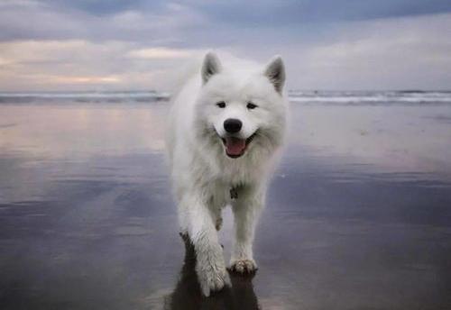 一只成年萨摩耶犬大概值多少钱？ 萨摩耶800一只贵不贵